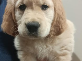 Golden Retriever – Richmond