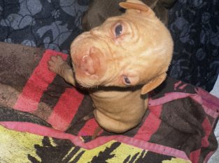 American Staffordshire Bull Terrier – Casey