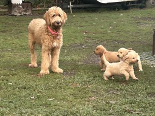 Groodle – Deception Bay