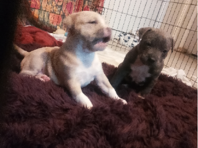 Staffordshire Bull Terrier – Maryland