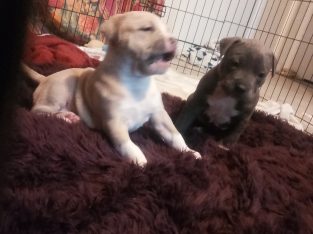 Staffordshire Bull Terrier – Maryland