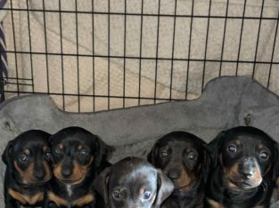Dachshund – Tocumwal