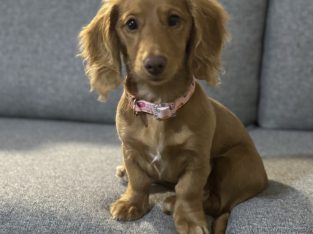 Dachshund – Narrabri