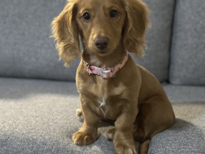 Dachshund – Narrabri