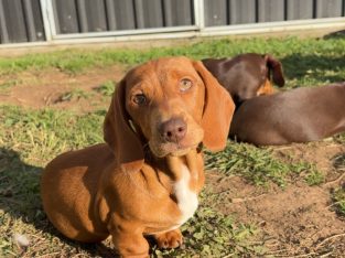 Dachshund – Drouin