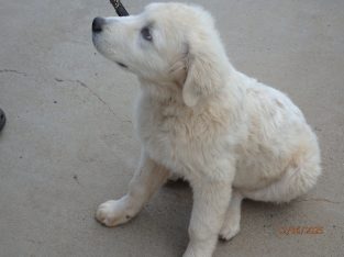 Maremma Sheepdog – Montefiores