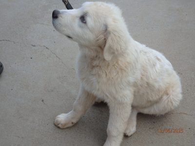 Maremma Sheepdog – Montefiores