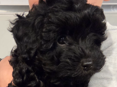 Cavoodle – Devonport