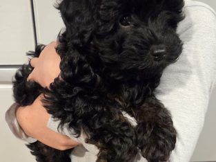 Cavoodle – Devonport