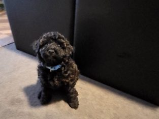 Cavoodle – Devonport