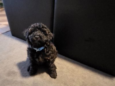 Cavoodle – Devonport