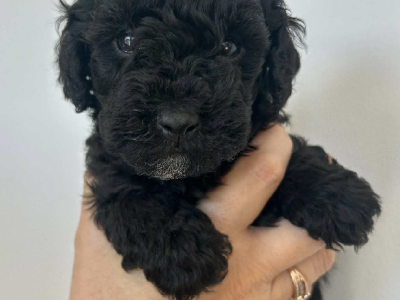 Moodle – Singleton