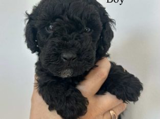 Moodle – Singleton