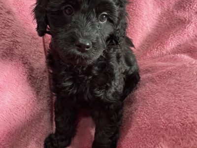 Schnoodle – Geelong