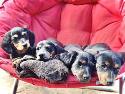 Dachshund – Brisbane