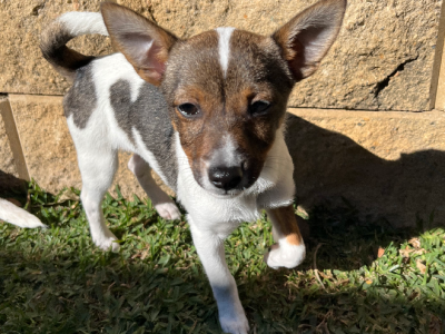Jack Russell – Kellyville