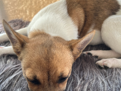 Jack Russell – Kellyville