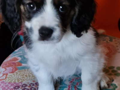 Cavalier King Charles Spaniel – Merrigum