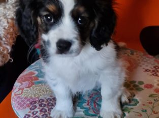 Cavalier King Charles Spaniel – Merrigum