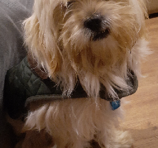 Maltese Shih Tzu – Glanville