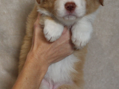 Border Collie – Morayfield