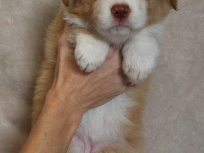 Border Collie – Morayfield