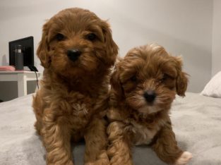Cavoodle – Elizabeth Hills