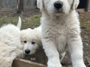 Maremma Sheepdog – Clonbinane