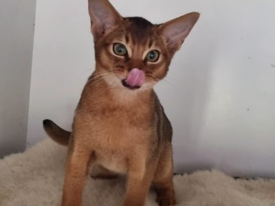 Abyssinian – Nericon