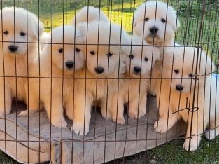 Maremma Sheepdog – Scottsdale