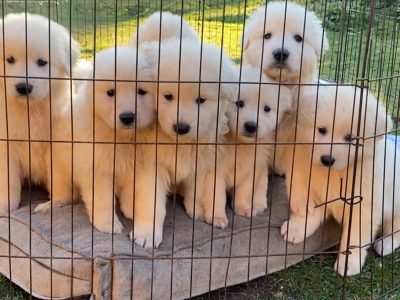 Maremma Sheepdog – Scottsdale