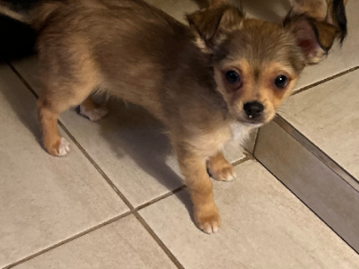 chihuahua – Albury