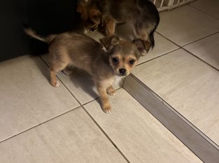 chihuahua – Albury