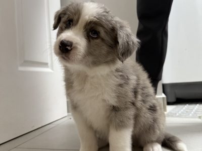 Border Collie – Mornington