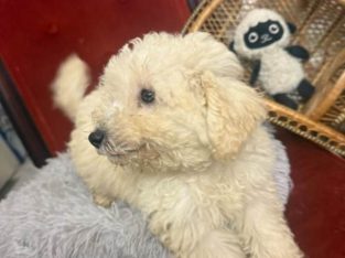 Poodle Mini – Sydney