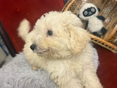 Poodle Mini – Sydney