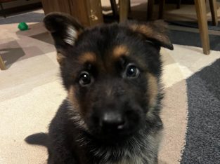 German Shepherd – Eltham North