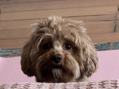 Cavoodle – Murrumbeena