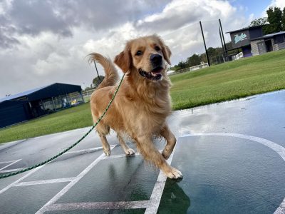 Golden Retriever – Oxenford