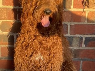 Other Dogs – Carrum Downs