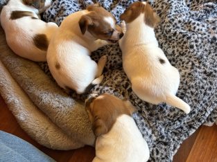 Jack Russell – Robertson