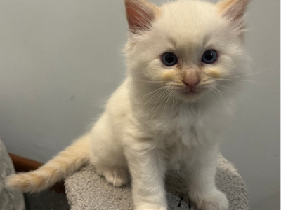 Ragdoll – Bomaderry