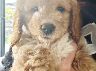 Spoodle – Weir Views