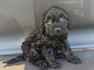 Cavoodle – Burpengary East