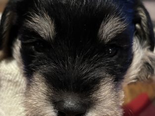 Schnauzer (Miniature) – Muswellbrook