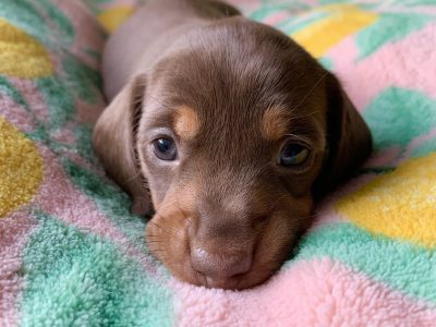 Miniature Dachshund – Ophelia