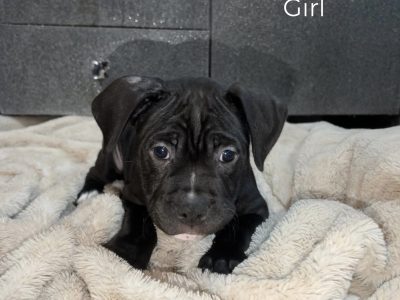 American Staffordshire Bull Terrier – Doncaster