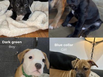 American Staffordshire Bull Terrier – Doncaster