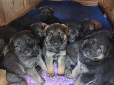 German Shepherd – Hill Top