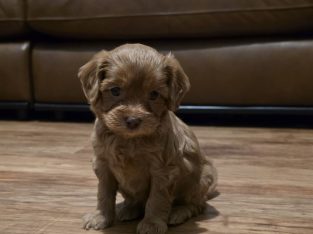 Dogs – Broken Hill